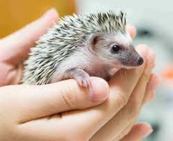 Little Pet